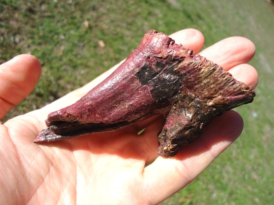 Large image 4 Stunning Pink Rooted Juvenile Mammoth Tooth