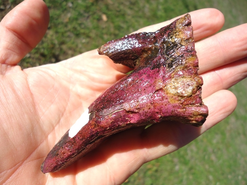 Large image 5 Stunning Pink Rooted Juvenile Mammoth Tooth