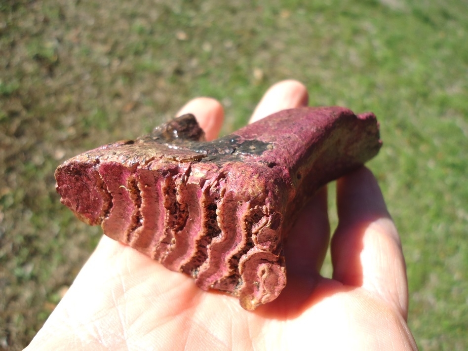 Large image 6 Stunning Pink Rooted Juvenile Mammoth Tooth