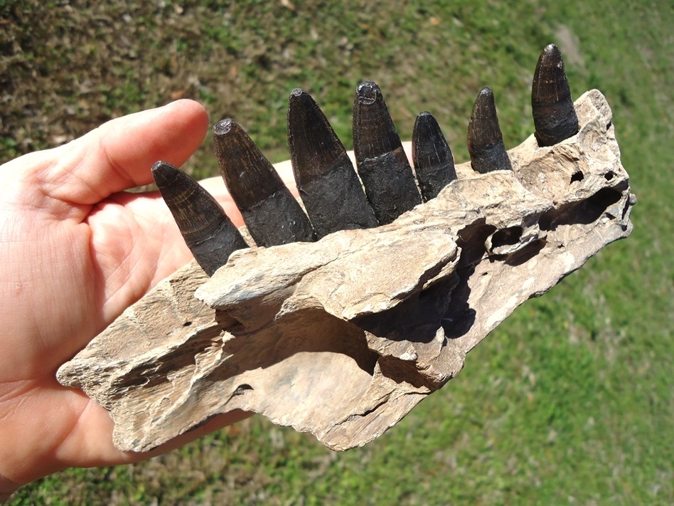 Large image 2 Awesome Alligator Maxilla with Seven Teeth from Leisey