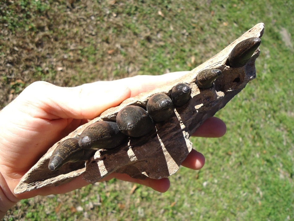 Large image 3 Awesome Alligator Maxilla with Seven Teeth from Leisey