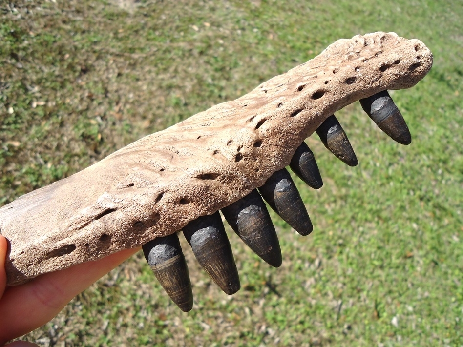 Large image 7 Awesome Alligator Maxilla with Seven Teeth from Leisey
