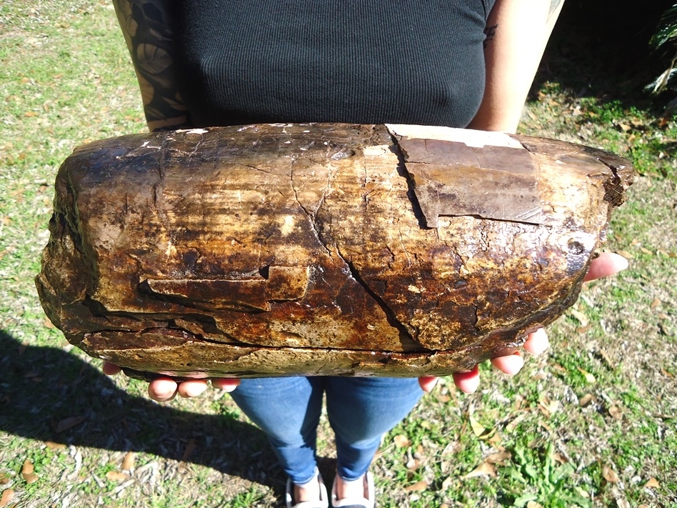 Large image 3 Massive 11.5lb Mastodon Tusk