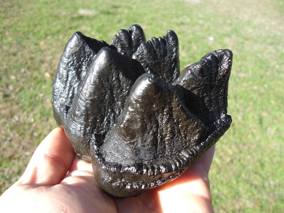 Large image 2 Bargain Jet Black Mastodon Tooth