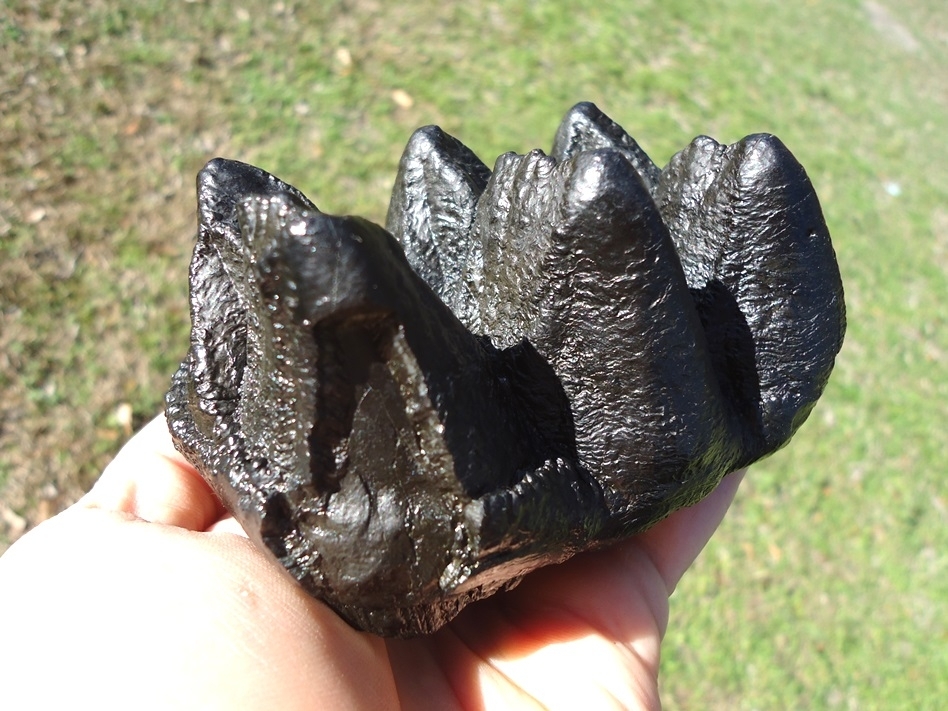 Large image 4 Bargain Jet Black Mastodon Tooth