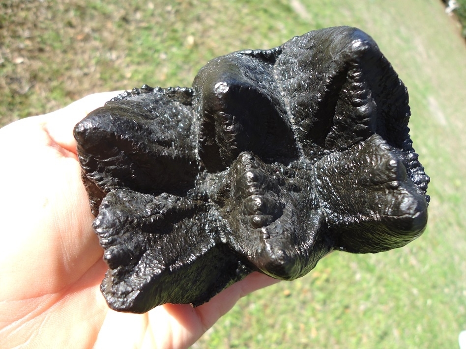 Large image 5 Bargain Jet Black Mastodon Tooth