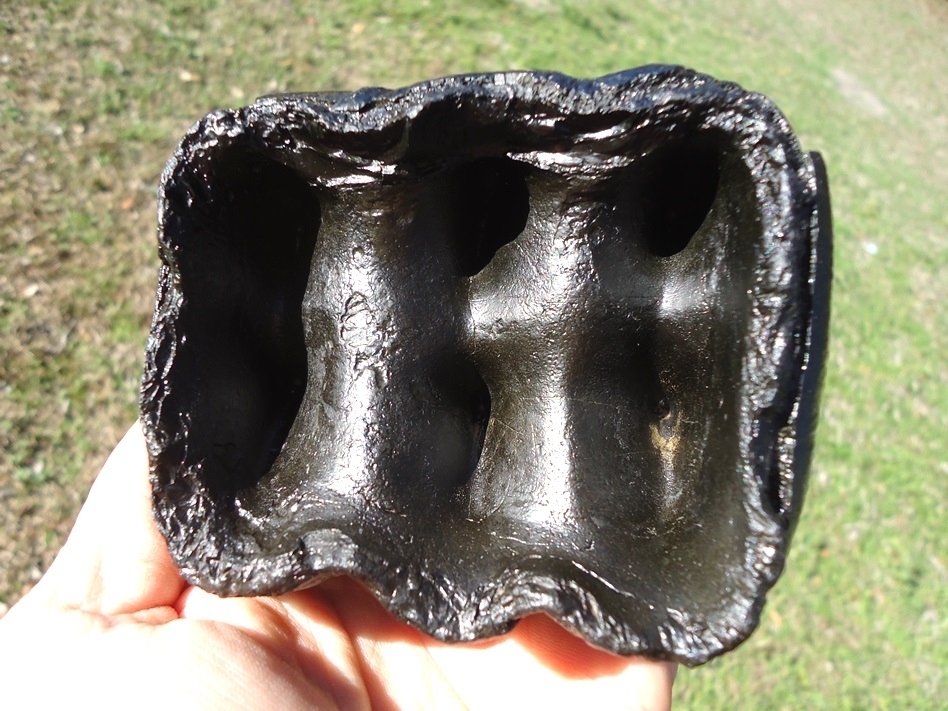 Large image 6 Bargain Jet Black Mastodon Tooth