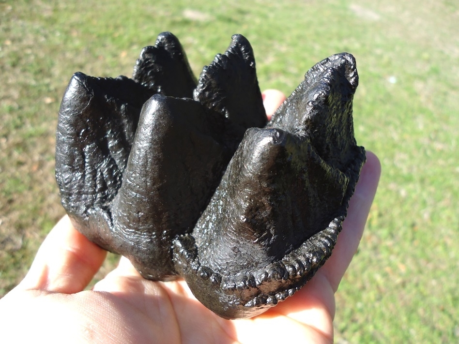 Large image 7 Bargain Jet Black Mastodon Tooth