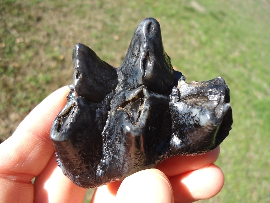 Large image 1 Bargain Juvenile Mastodon Tooth