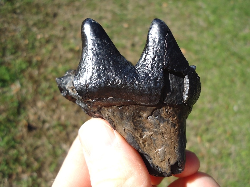 Large image 2 Bargain Juvenile Mastodon Tooth