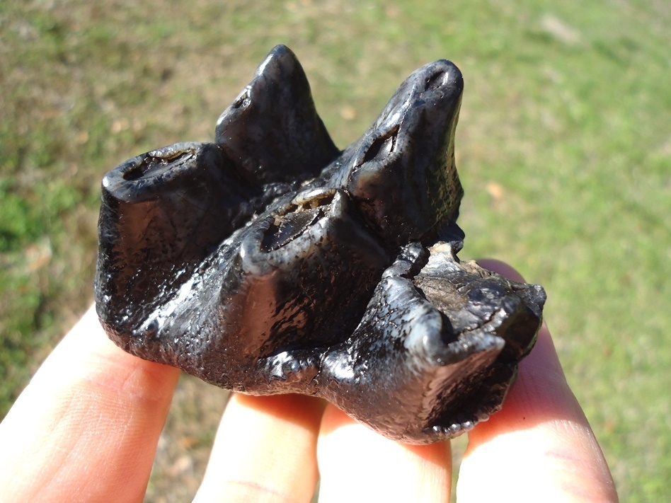 Large image 4 Bargain Juvenile Mastodon Tooth