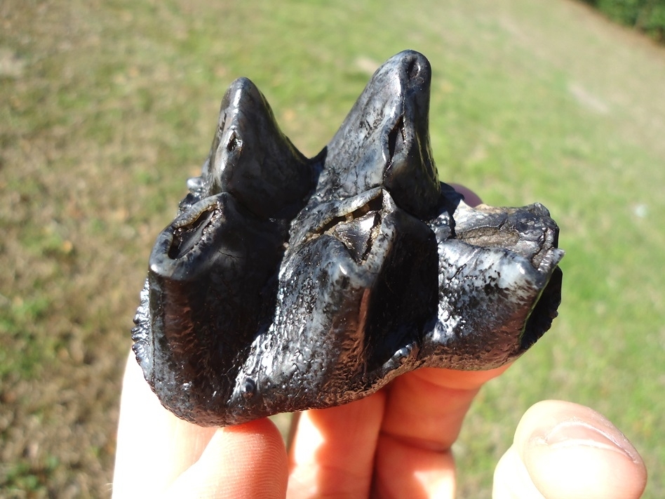 Large image 6 Bargain Juvenile Mastodon Tooth