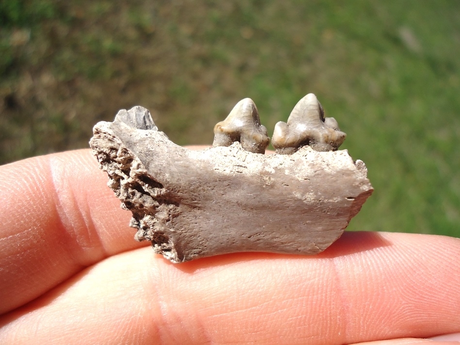 Large image 1 Awesome Bobcat Mandible with Three Teeth