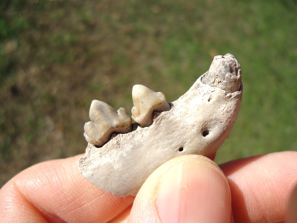 Large image 3 Awesome Bobcat Mandible with Three Teeth