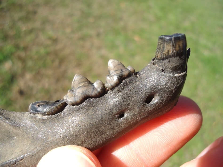 Large image 3 Exceptional Bobcat Mandible