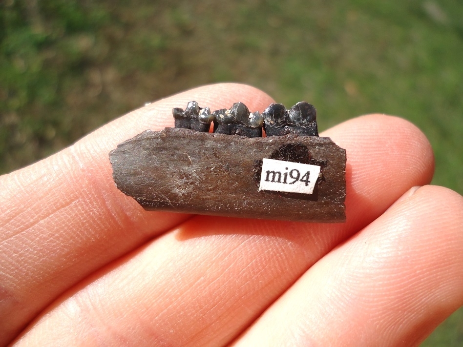 Large image 1 Beyond Rare Musk Deer Mandible with Three Teeth