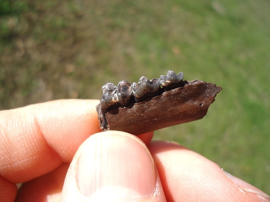 Large image 2 Beyond Rare Musk Deer Mandible with Three Teeth