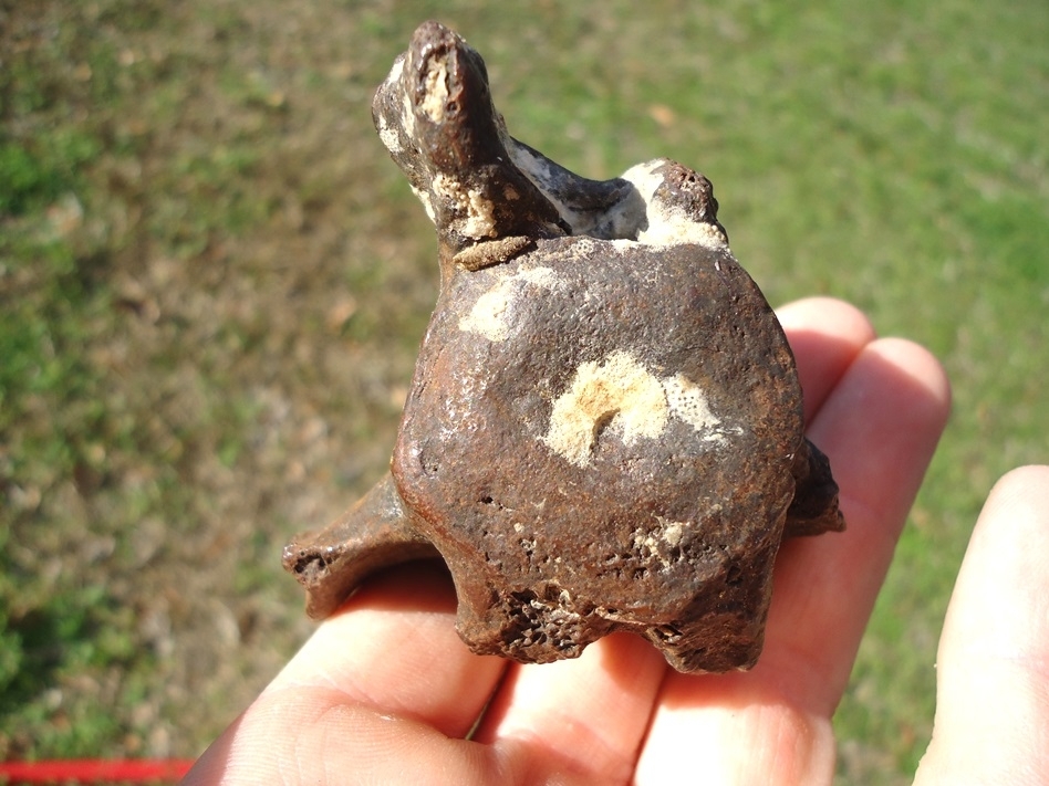 Large image 1 Bargain Sloth Caudal Vertebra