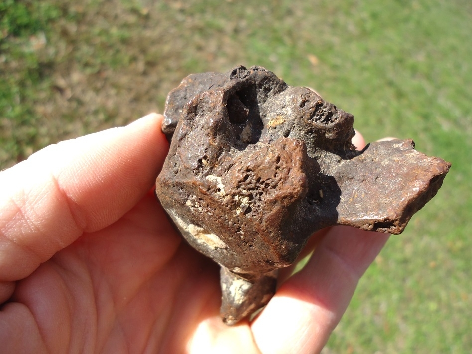 Large image 3 Bargain Sloth Caudal Vertebra