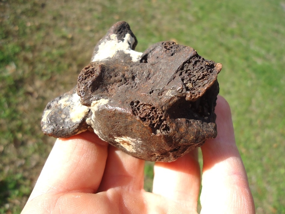 Large image 4 Bargain Sloth Caudal Vertebra