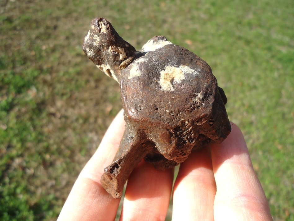 Large image 5 Bargain Sloth Caudal Vertebra