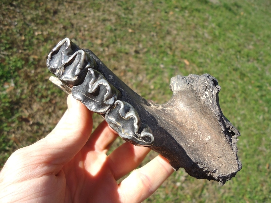 Large image 1 Very Rare Giant Tapir Mandible with Three Teeth from Leisey