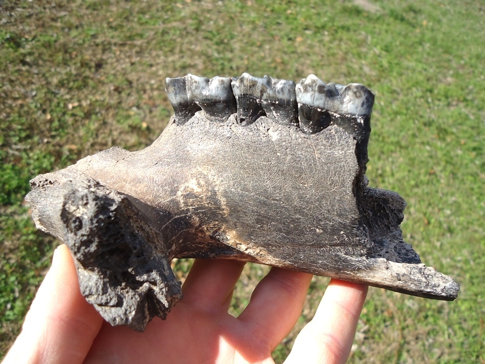 Large image 2 Very Rare Giant Tapir Mandible with Three Teeth from Leisey