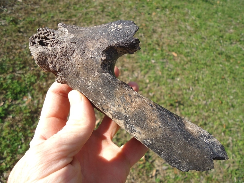 Large image 3 Very Rare Giant Tapir Mandible with Three Teeth from Leisey