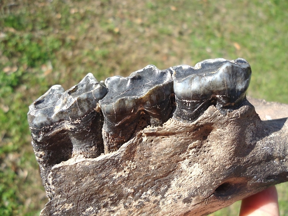 Large image 4 Very Rare Giant Tapir Mandible with Three Teeth from Leisey
