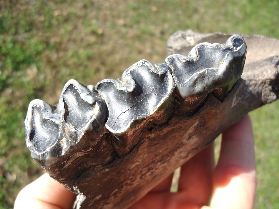 Large image 5 Very Rare Giant Tapir Mandible with Three Teeth from Leisey