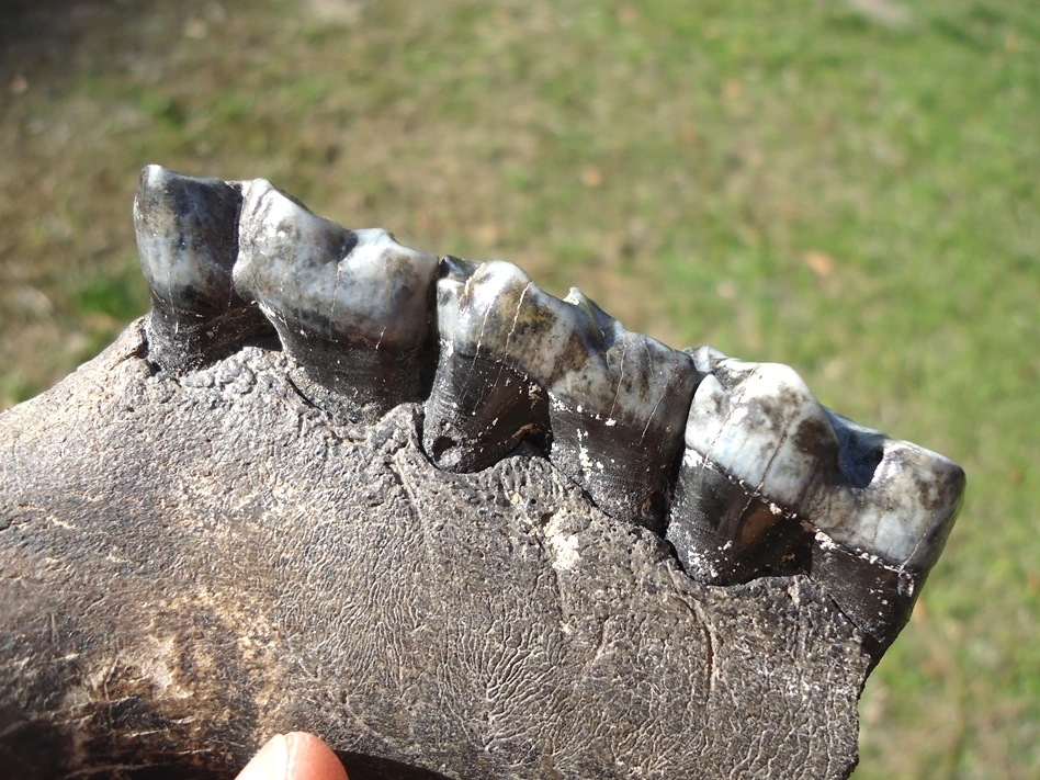 Large image 6 Very Rare Giant Tapir Mandible with Three Teeth from Leisey
