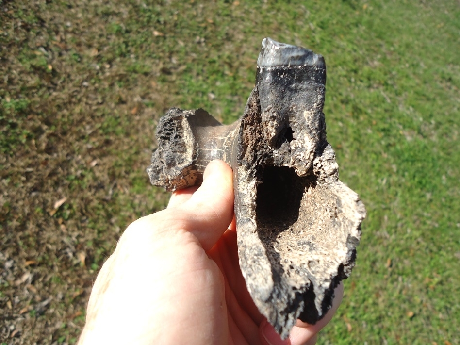 Large image 7 Very Rare Giant Tapir Mandible with Three Teeth from Leisey