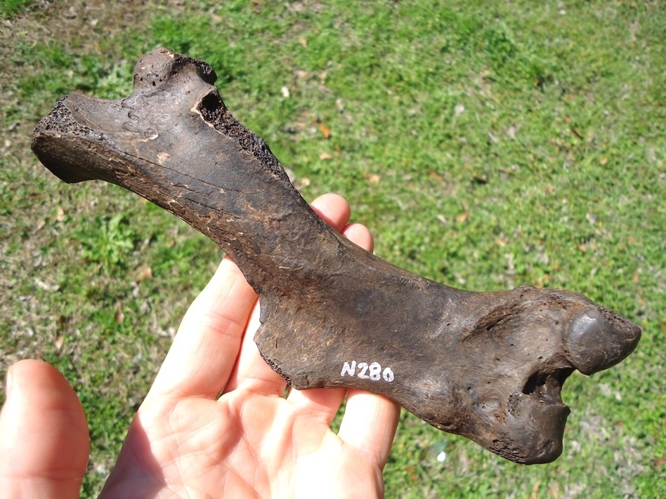 Large image 4 Exceptional Giant Armadillo Femur