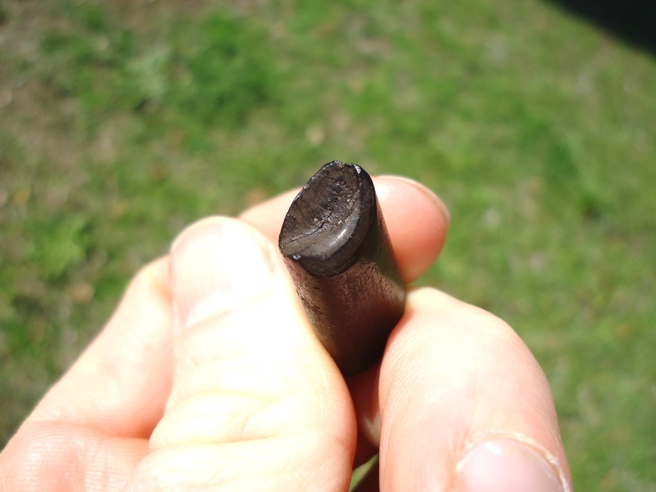 Large image 2 Choice Juvenile Sloth Tooth