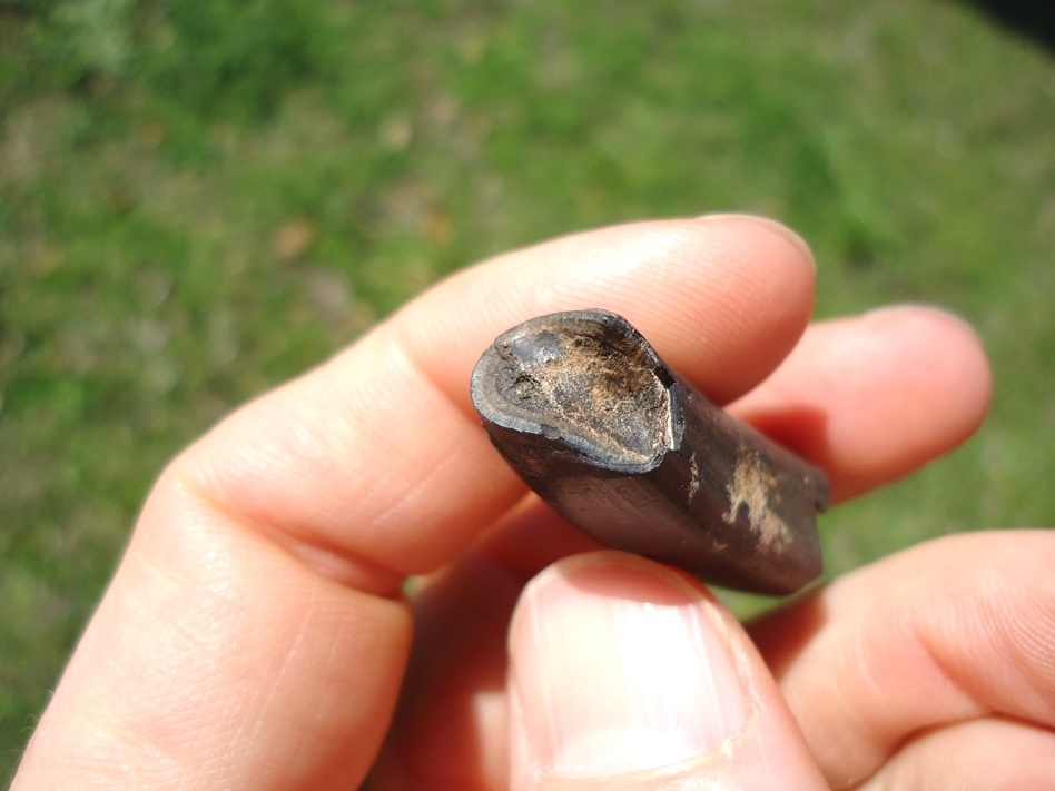 Large image 2 Choice Juvenile Sloth Tooth