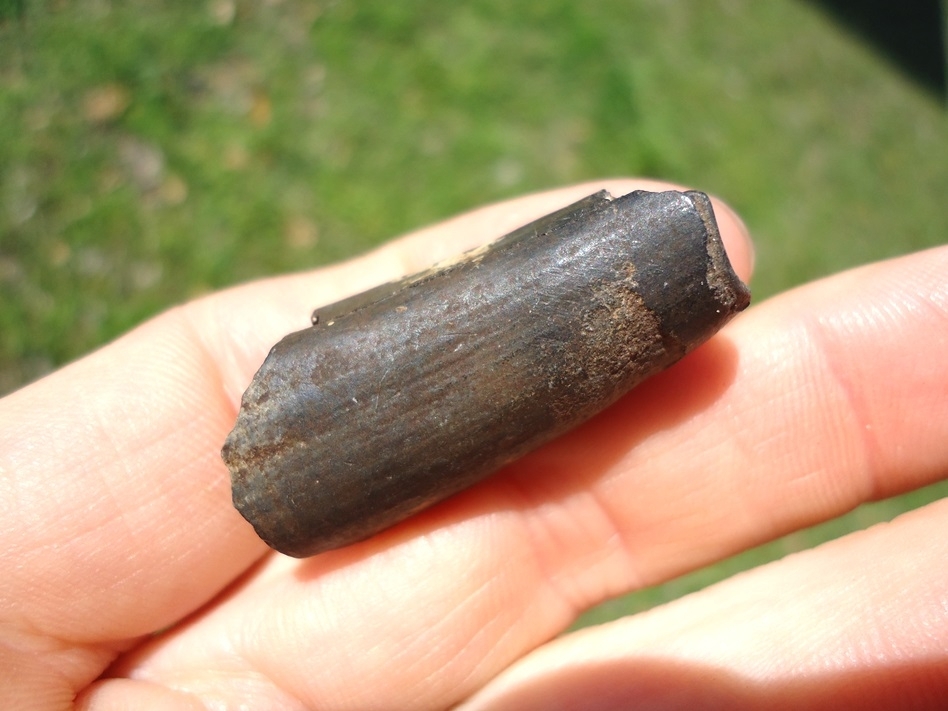 Large image 3 Choice Juvenile Sloth Tooth