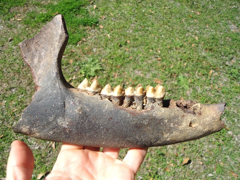Large image 1 Exceptional Tapir Mandible with Four Teeth