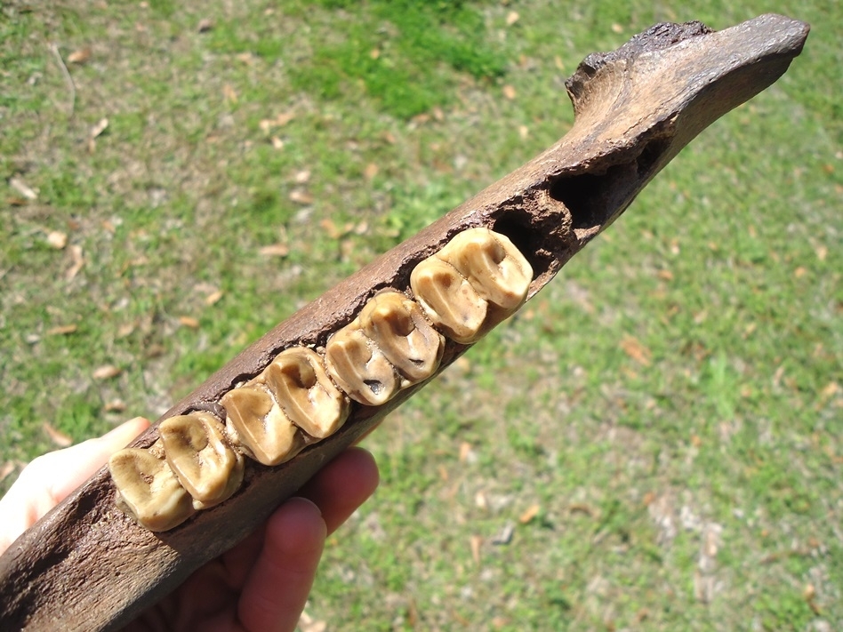 Large image 2 Exceptional Tapir Mandible with Four Teeth