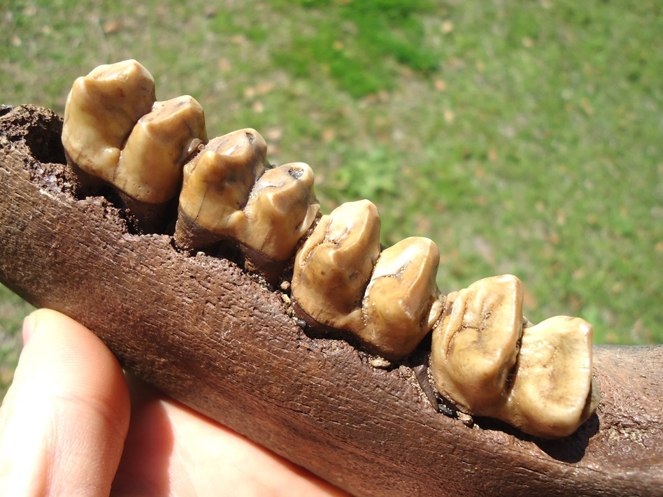 Large image 4 Exceptional Tapir Mandible with Four Teeth