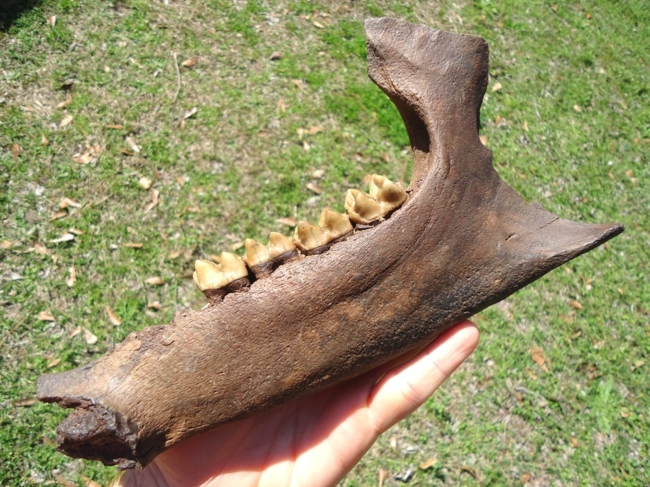 Large image 5 Exceptional Tapir Mandible with Four Teeth
