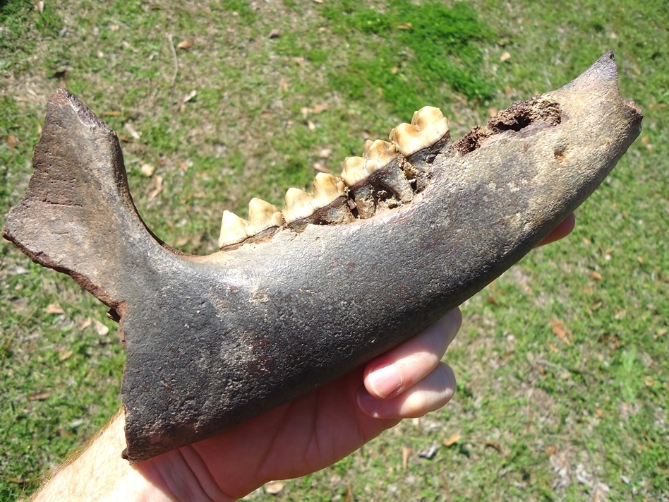 Large image 6 Exceptional Tapir Mandible with Four Teeth