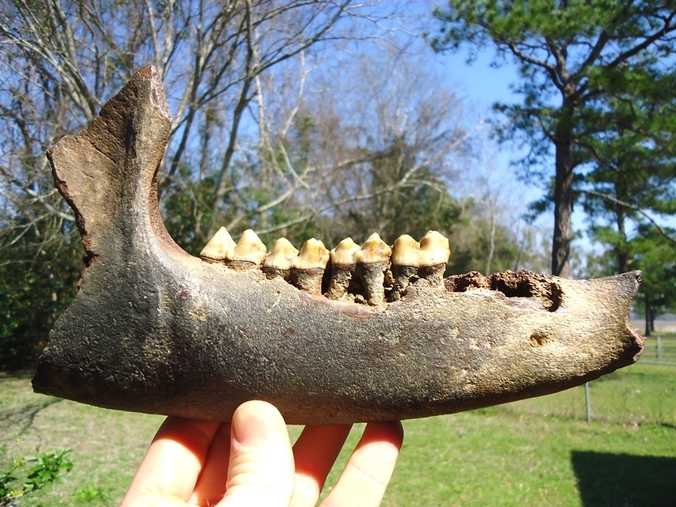 Large image 7 Exceptional Tapir Mandible with Four Teeth