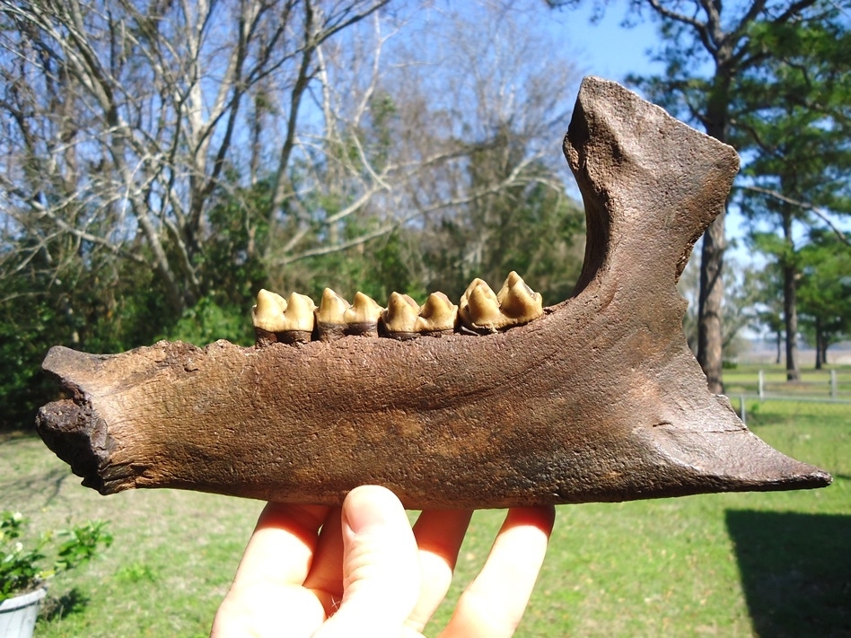 Large image 8 Exceptional Tapir Mandible with Four Teeth