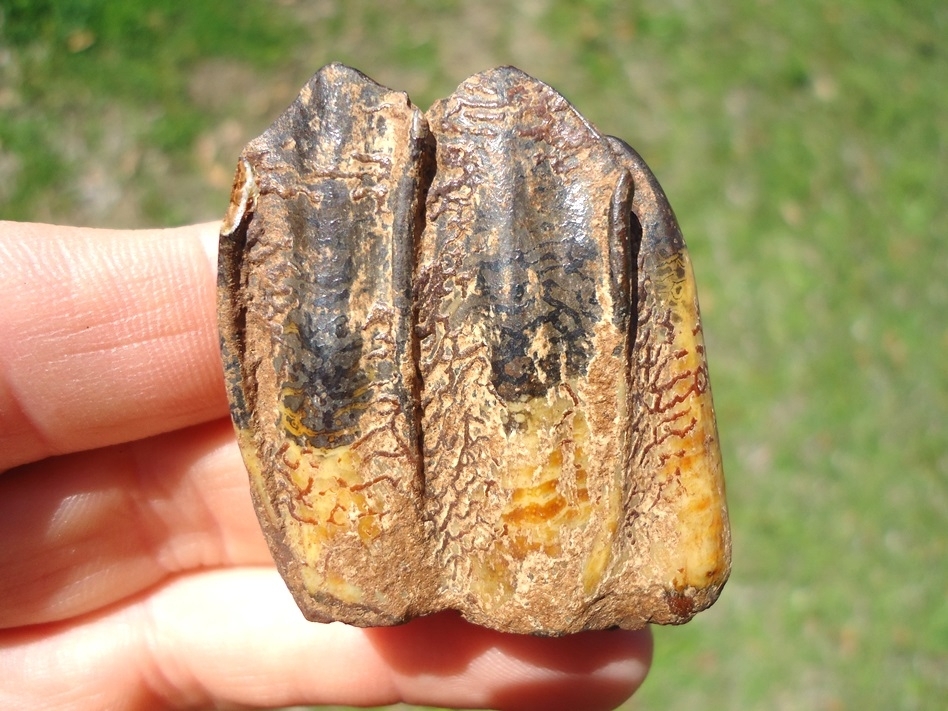 Large image 1 Extremely Attractive Colorful Llama Tooth