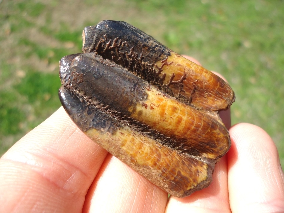 Large image 3 Extremely Attractive Colorful Llama Tooth