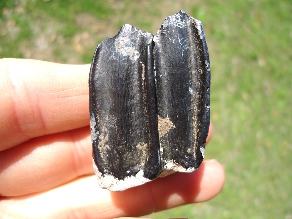 Large image 1 Unique Black and Blue Llama Tooth
