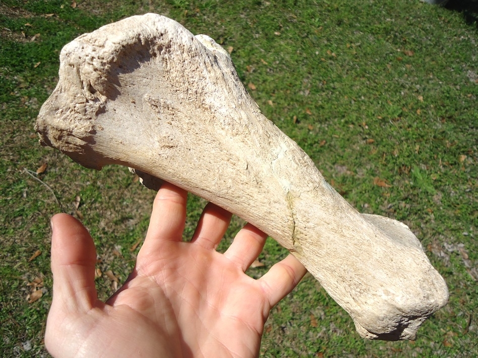 Large image 1 Very Rare Megalonyx Sloth Tibia