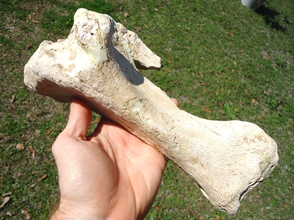 Large image 2 Very Rare Megalonyx Sloth Tibia