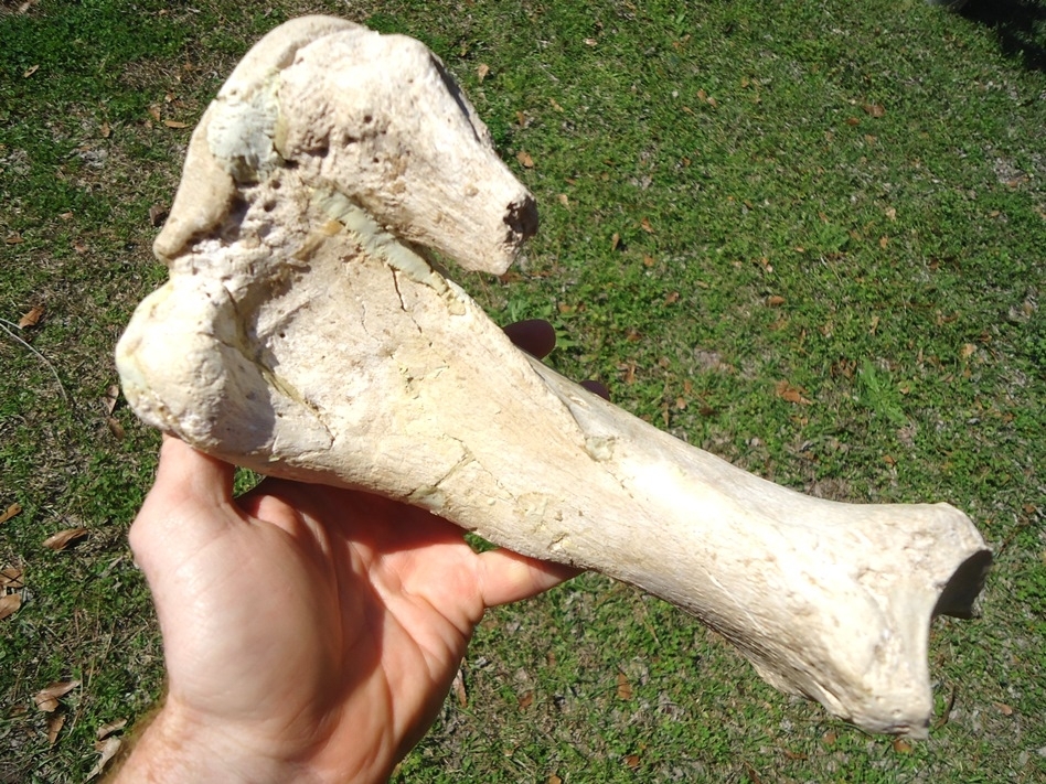 Large image 3 Very Rare Megalonyx Sloth Tibia