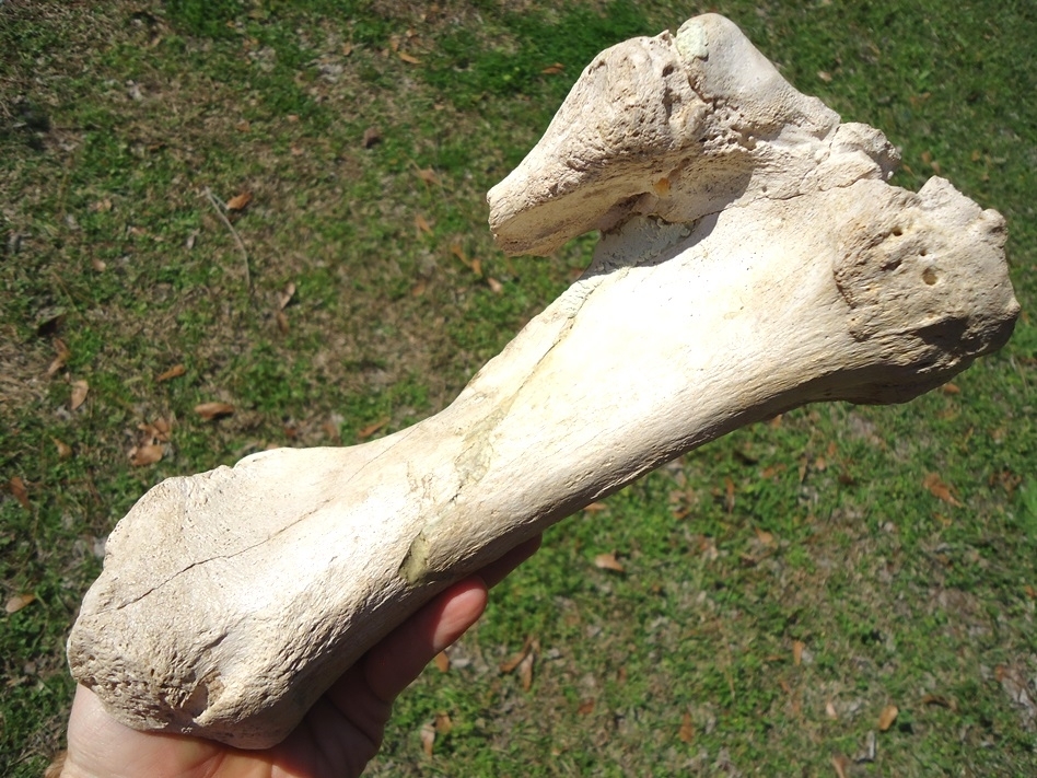 Large image 6 Very Rare Megalonyx Sloth Tibia